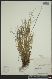 Carex swanii image