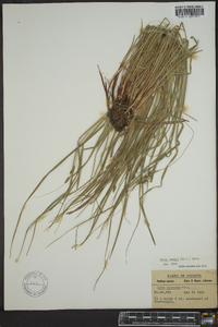 Carex swanii image