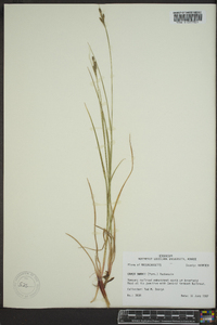 Carex swanii image