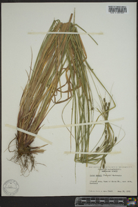 Carex swanii image