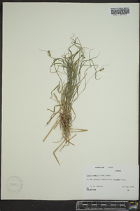 Carex swanii image