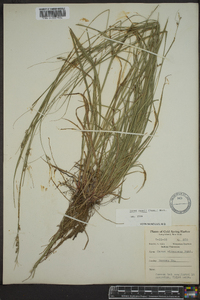 Carex swanii image