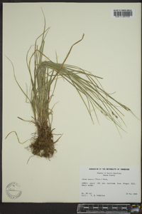 Carex swanii image