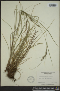 Carex swanii image