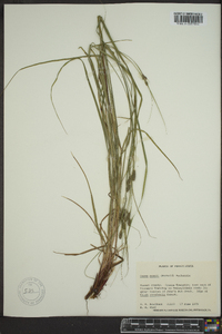 Carex swanii image