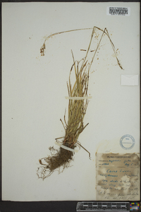 Carex swanii image