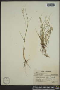 Carex swanii image