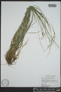 Carex swanii image