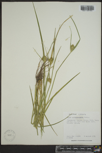 Carex sychnocephala image