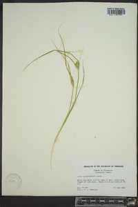 Carex sychnocephala image