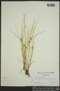 Carex sychnocephala image