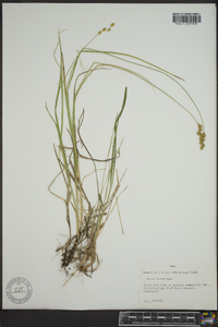 Carex tenera image