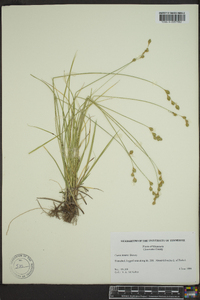 Carex tenera image