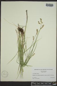 Carex tenera image