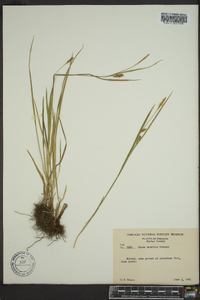 Carex tetanica image