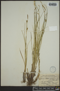 Carex tetanica image