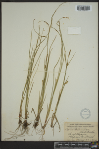 Carex tetanica image