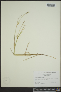 Carex tetanica image