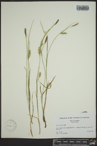 Carex tetanica image