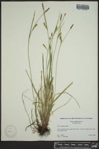 Carex tetanica image