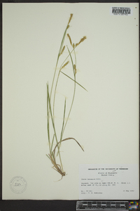 Carex tetanica image