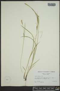 Carex tetanica image