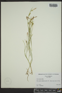 Carex tetanica image