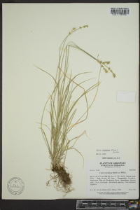 Carex texensis image