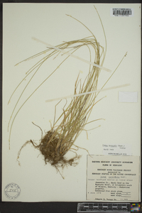 Carex texensis image