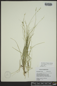 Carex texensis image