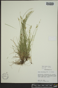 Carex texensis image