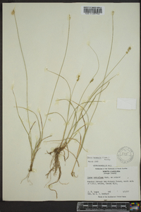 Carex texensis image