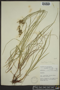 Carex torreyi image