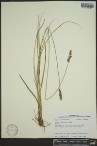 Carex triangularis image