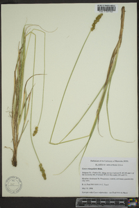 Carex triangularis image