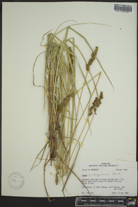 Carex triangularis image