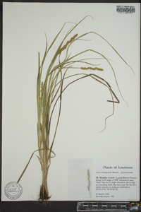 Carex triangularis image