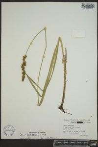 Carex triangularis image