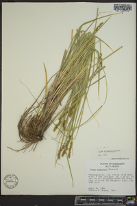 Carex triangularis image