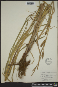 Carex trichocarpa image