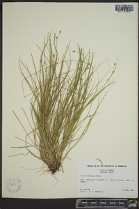 Carex trisperma image