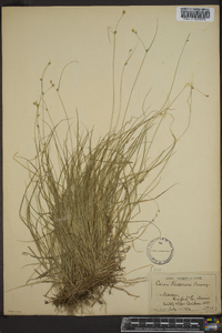 Carex trisperma image