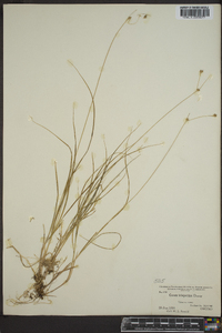 Carex trisperma image