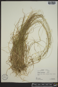 Carex trisperma image