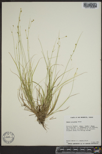 Carex trisperma image