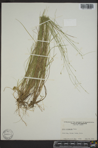 Carex trisperma image