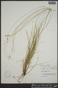 Carex trisperma image