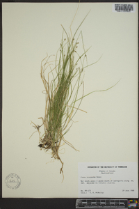 Carex trisperma image