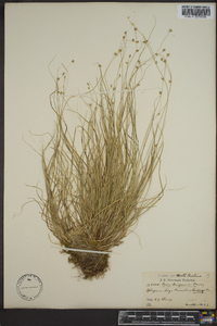 Carex trisperma image