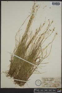 Carex trisperma image